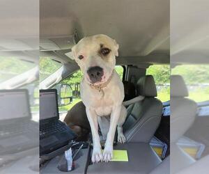 American Pit Bull Terrier-Unknown Mix Dogs for adoption in Oklahoma City, OK, USA