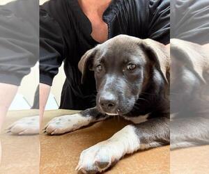 Mutt Dogs for adoption in Denton, TX, USA