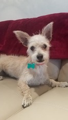 Jack Russell Terrier-Unknown Mix Dogs for adoption in Deerfield Beach, FL, USA