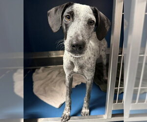 Mutt Dogs for adoption in Conroe, TX, USA