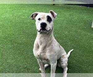American Staffordshire Terrier Dogs for adoption in Orange, CA, USA