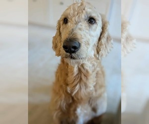 Golden Retriever-Unknown Mix Dogs for adoption in Germantown, OH, USA