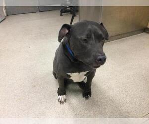 American Pit Bull Terrier Dogs for adoption in Riverside, CA, USA