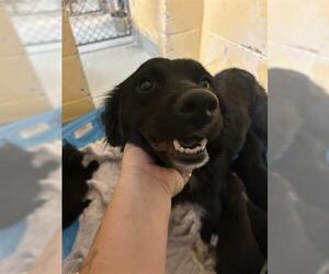 Border Collie-Unknown Mix Dogs for adoption in Tulsa, OK, USA