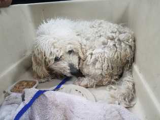 Bichon Frise Dogs for adoption in Maple Grove, MN, USA