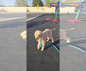 Mutt Dogs for adoption in Sandy, UT, USA