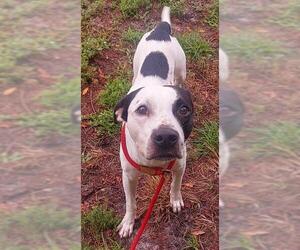 American Staffordshire Terrier-Unknown Mix Dogs for adoption in Fort Lauderdale, FL, USA