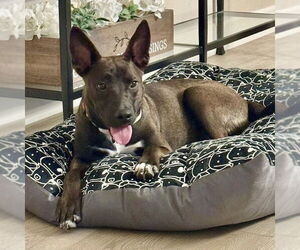 Mutt Dogs for adoption in San Juan Capistrano, CA, USA