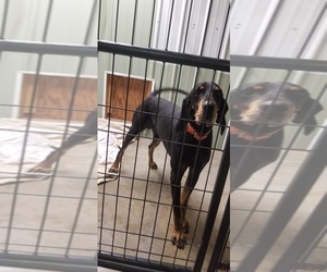 Black and Tan Coonhound Dogs for adoption in Foristell, MO, USA
