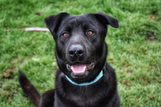 Labrador Retriever Dogs for adoption in Ferndale, WA, USA