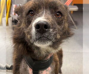 German Shepherd Dog-Unknown Mix Dogs for adoption in Rancho Cucamonga, CA, USA