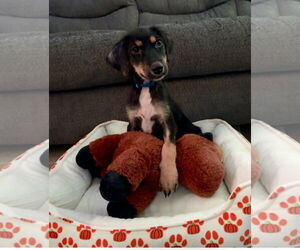 Collie-Unknown Mix Dogs for adoption in Virginia Beach, VA, USA