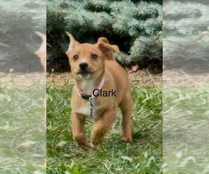 Pembroke Welsh Corgi-Unknown Mix Dogs for adoption in Plainfield, IL, USA