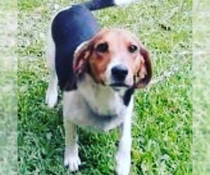 Beagle Dogs for adoption in Runnemede, NJ, USA