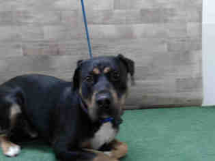 Rottweiler-American Pit Bull Terrier Dogs for adoption in Orlando, FL, USA