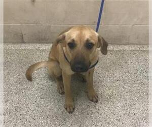German Shepherd Dog Dogs for adoption in Conroe, TX, USA