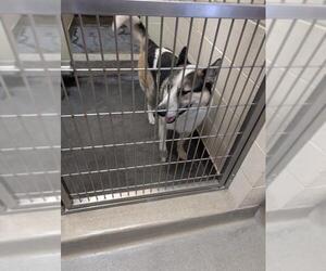 Siberian Husky-Unknown Mix Dogs for adoption in Upland, CA, USA