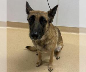 Mutt Dogs for adoption in Placerville, CA, USA