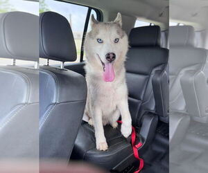 Medium Photo #4 Siberian Husky Puppy For Sale in Cumming, GA, USA