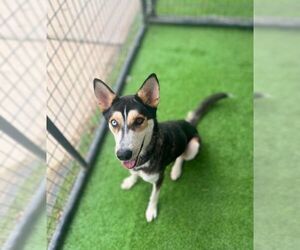 Mutt Dogs for adoption in Rowlett, TX, USA