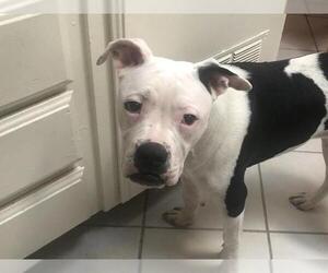 American Bulldog Dogs for adoption in Lake Forest, CA, USA