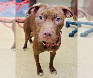 Labrador Retriever-Unknown Mix Dogs for adoption in Derwood, MD, USA