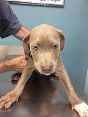 Medium Photo #1 Labrador Retriever-Unknown Mix Puppy For Sale in Virgnia Beach, VA, USA