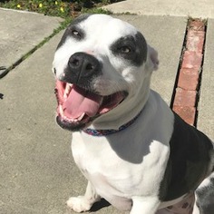 American Pit Bull Terrier-Unknown Mix Dogs for adoption in Sunnyvale, CA, USA