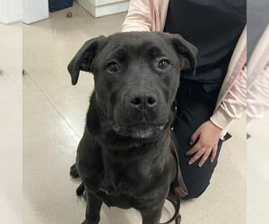 Labrador Retriever Dogs for adoption in Santa Maria, CA, USA
