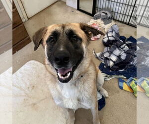 Anatolian Shepherd Dogs for adoption in Silver Spring, MD, USA