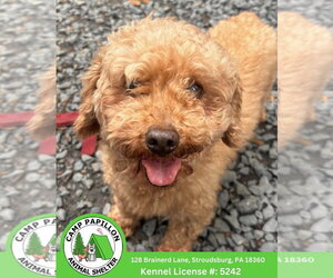 Poodle (Miniature) Dogs for adoption in Stroudsburg, PA, USA