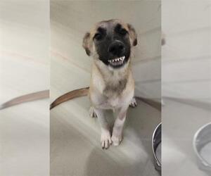 German Shepherd Dog Dogs for adoption in Bakersfield, CA, USA