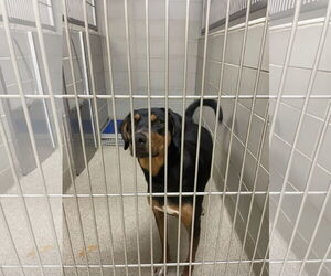 Mutt Dogs for adoption in Virginia Beach, VA, USA
