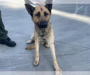 German Shepherd Dog Dogs for adoption in Orange, CA, USA