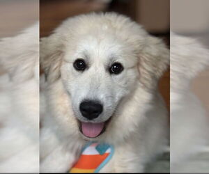 Great Pyrenees Dogs for adoption in Croydon, NH, USA