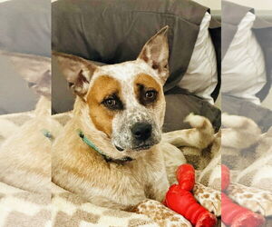 Mutt Dogs for adoption in Garden City, NY, USA