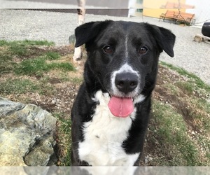 Borador Dogs for adoption in Palmer, AK, USA