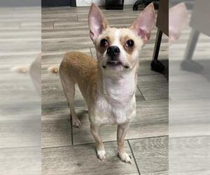 Chihuahua Dogs for adoption in Redlands, CA, USA