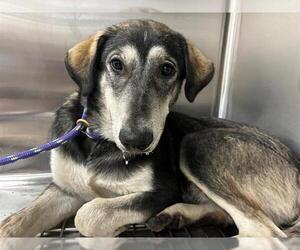 Siberian Husky-Unknown Mix Dogs for adoption in Grand Prairie, TX, USA