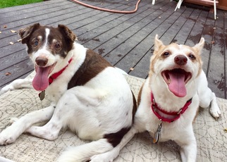 Jack Chi Dogs for adoption in Tonawanda , NY, USA