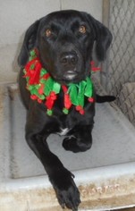 Labrador Retriever Dogs for adoption in Yucaipa, CA, USA