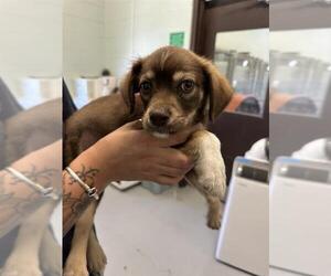 American Pit Bull Terrier-Unknown Mix Dogs for adoption in Corpus Christi, TX, USA