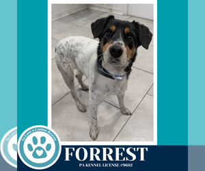 Jack Russell Terrier-Unknown Mix Dogs for adoption in Kimberton, PA, USA