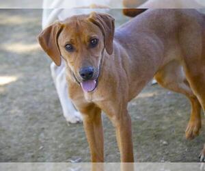Treeing Walker Coonhound Dogs for adoption in Tallahassee, FL, USA