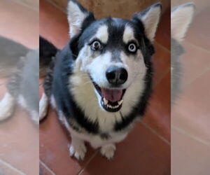 Siberian Husky-Unknown Mix Dogs for adoption in Pena Blanca, NM, USA