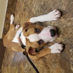 Bullboxer Pit Dogs for adoption in South Amana, IA, USA