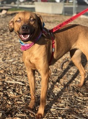 Shepradors Dogs for adoption in Chico, CA, USA