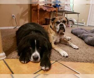 Bernese Mountain Dog Dogs for adoption in Winter Park, CO, USA