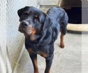 Rottweiler-Unknown Mix Dogs for adoption in Conroe, TX, USA