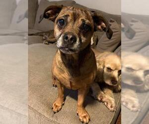 Puggle Dogs for adoption in Shreveport, LA, USA